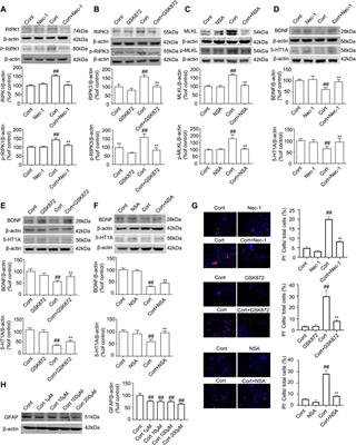 Necroptotic kinases are involved in the reduction of depression-induced astrocytes and fluoxetine’s inhibitory effects on necroptotic kinases